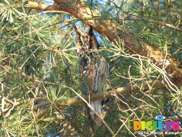 FZ011112 Long-eared owl (Asio otus) in tree